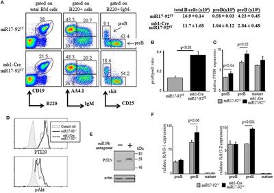 The c-Myc/miR17-92/PTEN Axis Tunes PI3K Activity to Control Expression of Recombination Activating Genes in Early B Cell Development